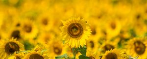 Preview wallpaper sunflower, yellow, blur, summer