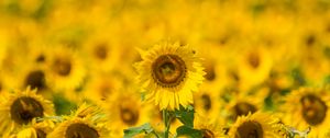 Preview wallpaper sunflower, yellow, blur, summer