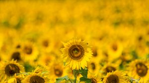 Preview wallpaper sunflower, yellow, blur, summer