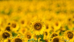 Preview wallpaper sunflower, yellow, blur, summer