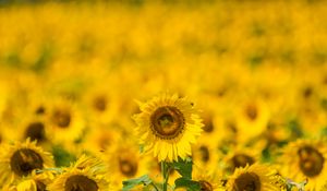 Preview wallpaper sunflower, yellow, blur, summer