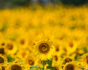 Preview wallpaper sunflower, yellow, blur, summer