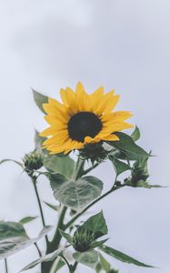 Preview wallpaper sunflower, yellow, flower, bloom, plant