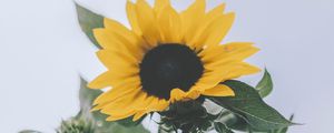 Preview wallpaper sunflower, yellow, flower, bloom, plant