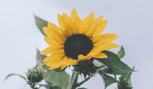 Preview wallpaper sunflower, yellow, flower, bloom, plant