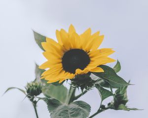 Preview wallpaper sunflower, yellow, flower, bloom, plant