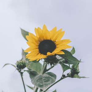 Preview wallpaper sunflower, yellow, flower, bloom, plant