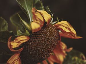 Preview wallpaper sunflower, yellow, flower, petals