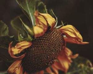 Preview wallpaper sunflower, yellow, flower, petals