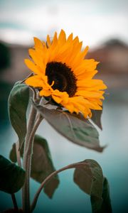 Preview wallpaper sunflower, yellow, flower, petals, leaves