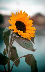 Preview wallpaper sunflower, yellow, flower, petals, leaves