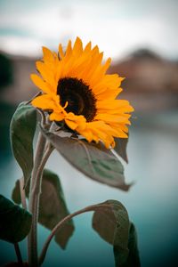 Preview wallpaper sunflower, yellow, flower, petals, leaves