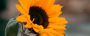 Preview wallpaper sunflower, yellow, flower, petals, leaves