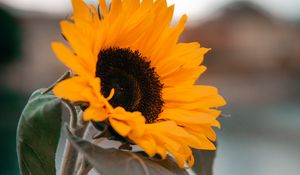 Preview wallpaper sunflower, yellow, flower, petals, leaves