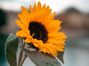 Preview wallpaper sunflower, yellow, flower, petals, leaves