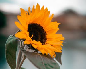 Preview wallpaper sunflower, yellow, flower, petals, leaves