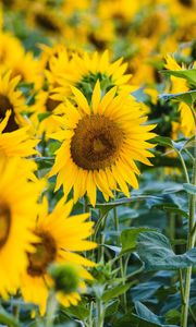 Preview wallpaper sunflower, yellow, flower, petals, field