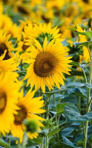 Preview wallpaper sunflower, yellow, flower, petals, field