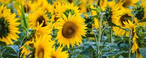 Preview wallpaper sunflower, yellow, flower, petals, field