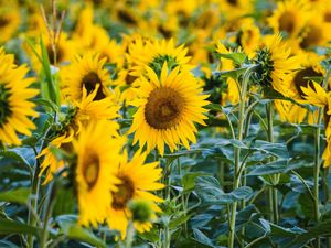 Preview wallpaper sunflower, yellow, flower, petals, field