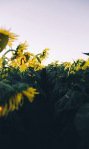 Preview wallpaper sunflower, yellow, flower, petals, field, path