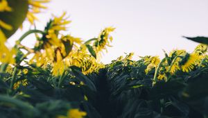 Preview wallpaper sunflower, yellow, flower, petals, field, path