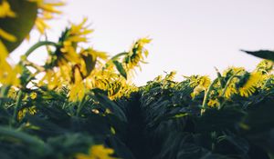 Preview wallpaper sunflower, yellow, flower, petals, field, path