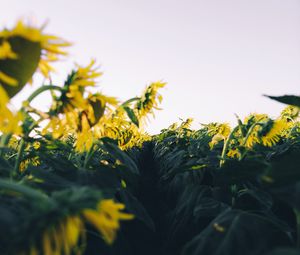 Preview wallpaper sunflower, yellow, flower, petals, field, path