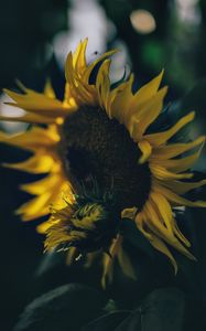 Preview wallpaper sunflower, yellow, flower, petals, bloom