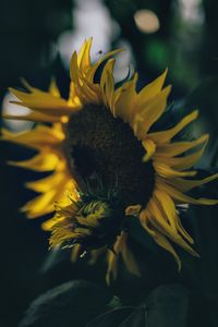 Preview wallpaper sunflower, yellow, flower, petals, bloom