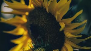 Preview wallpaper sunflower, yellow, flower, petals, bloom