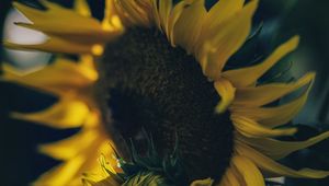 Preview wallpaper sunflower, yellow, flower, petals, bloom