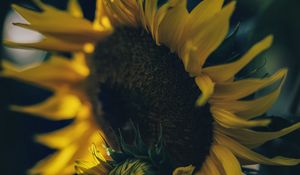 Preview wallpaper sunflower, yellow, flower, petals, bloom