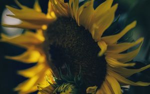 Preview wallpaper sunflower, yellow, flower, petals, bloom