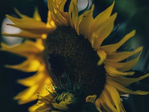 Preview wallpaper sunflower, yellow, flower, petals, bloom