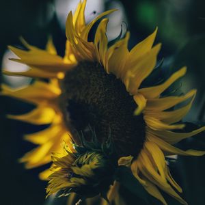 Preview wallpaper sunflower, yellow, flower, petals, bloom