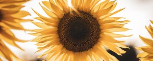 Preview wallpaper sunflower, yellow flower, blossom, petals, rays