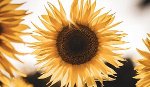 Preview wallpaper sunflower, yellow flower, blossom, petals, rays