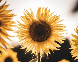 Preview wallpaper sunflower, yellow flower, blossom, petals, rays