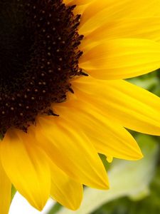 Preview wallpaper sunflower, yellow, green, flowering