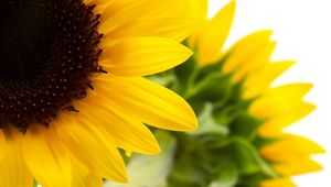 Preview wallpaper sunflower, yellow, green, flowering