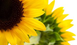 Preview wallpaper sunflower, yellow, green, flowering