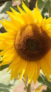 Preview wallpaper sunflower, yellow, leaves, sunflower seeds