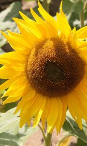 Preview wallpaper sunflower, yellow, leaves, sunflower seeds