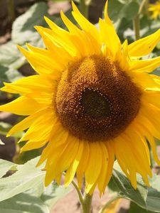 Preview wallpaper sunflower, yellow, leaves, sunflower seeds