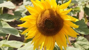 Preview wallpaper sunflower, yellow, leaves, sunflower seeds