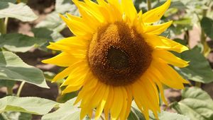 Preview wallpaper sunflower, yellow, leaves, sunflower seeds