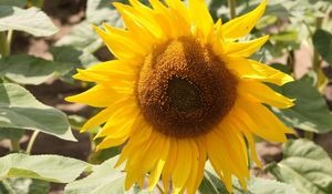 Preview wallpaper sunflower, yellow, leaves, sunflower seeds