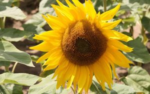 Preview wallpaper sunflower, yellow, leaves, sunflower seeds