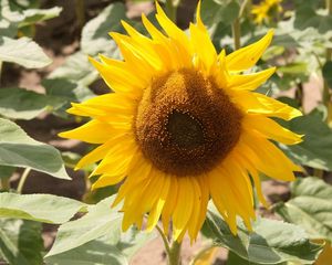 Preview wallpaper sunflower, yellow, leaves, sunflower seeds